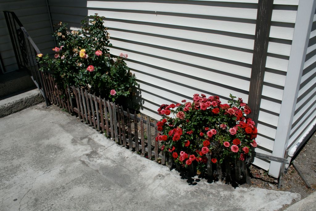 Roses outside the back door