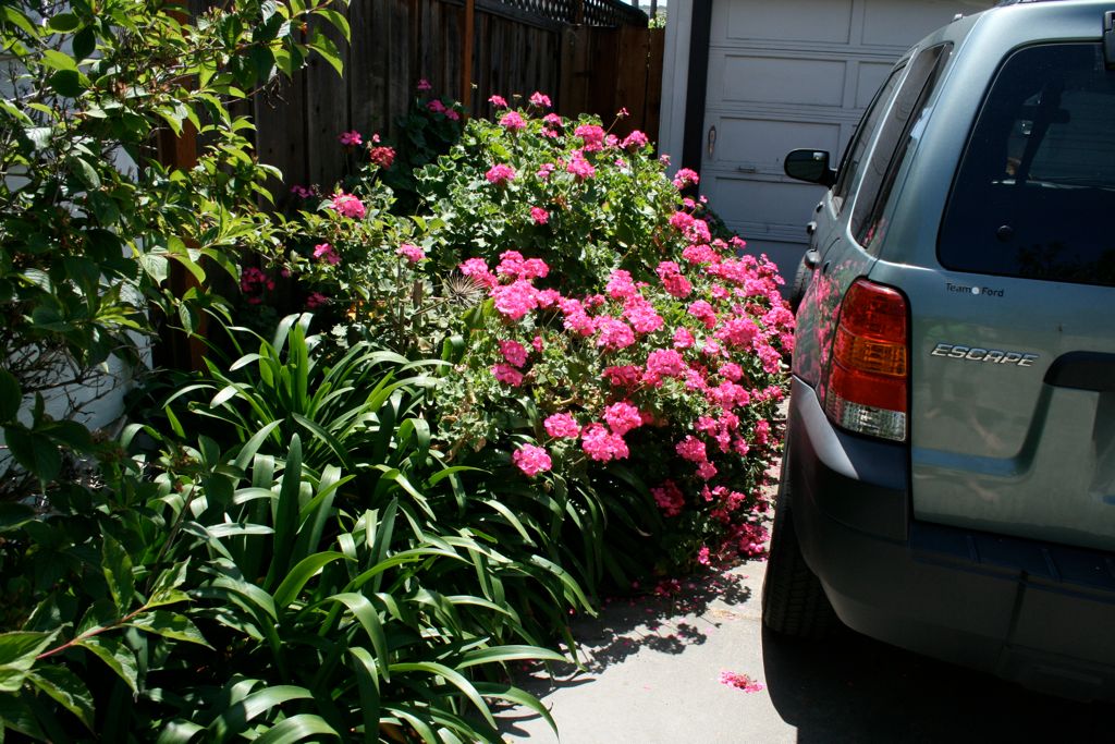 Geraniums in the driveway