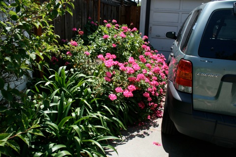 Geraniums in the driveway