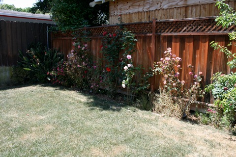 Roses in the back yard