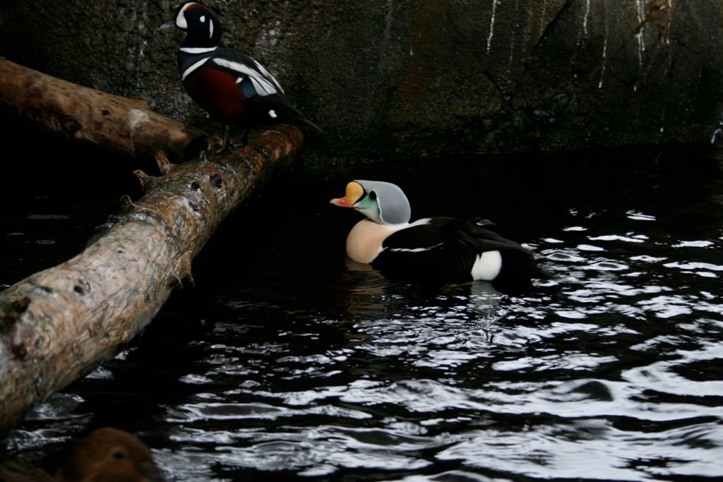 Birds at the Alaska SeaLife center