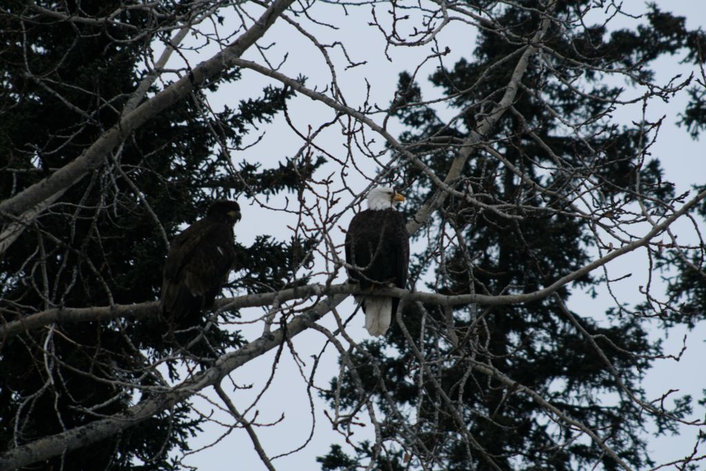 American Bald Eagles