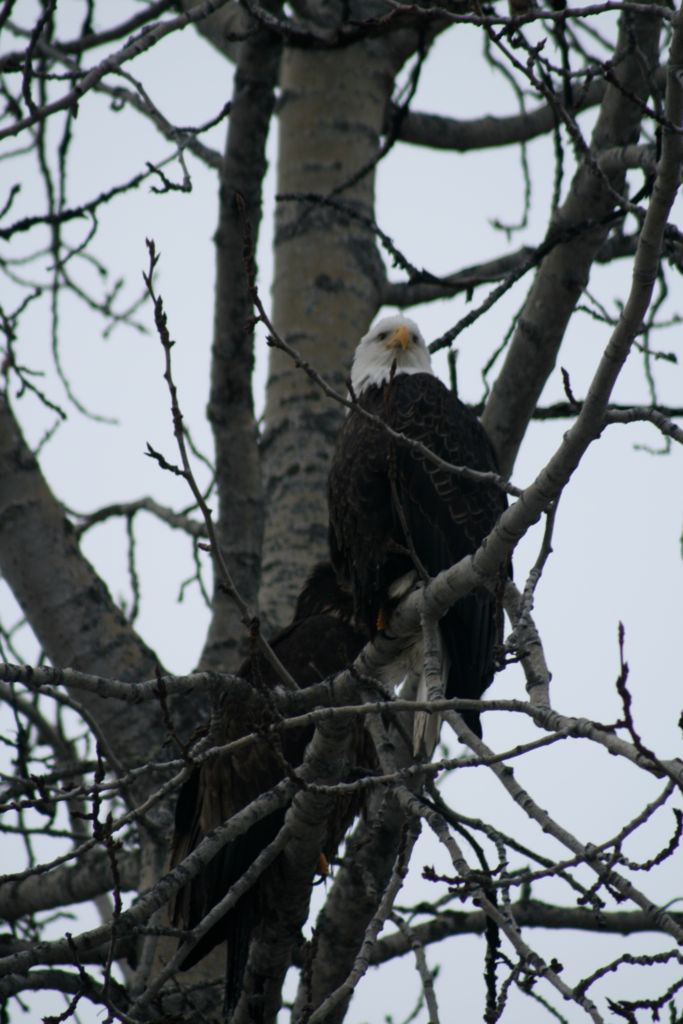 American Bald Eagle