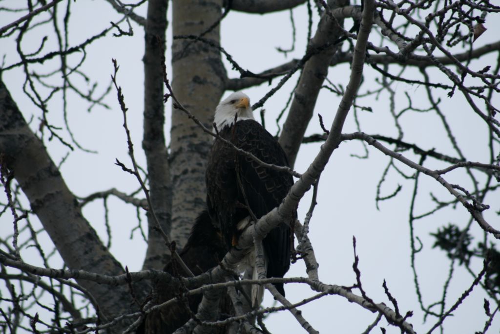 American Bald Eagle