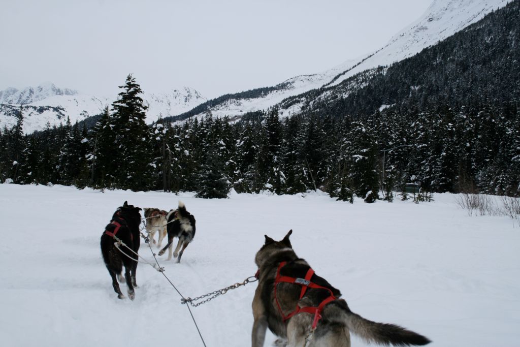 Dogs running