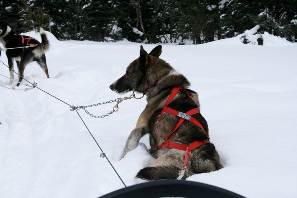 Dog taking a break