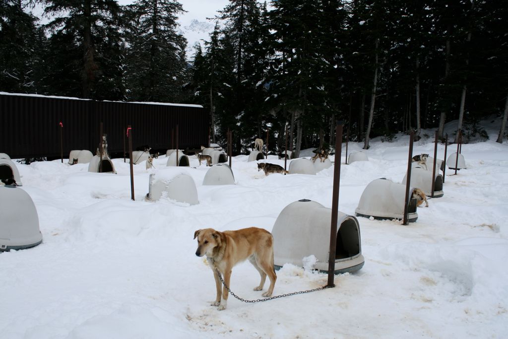 Dog kennel