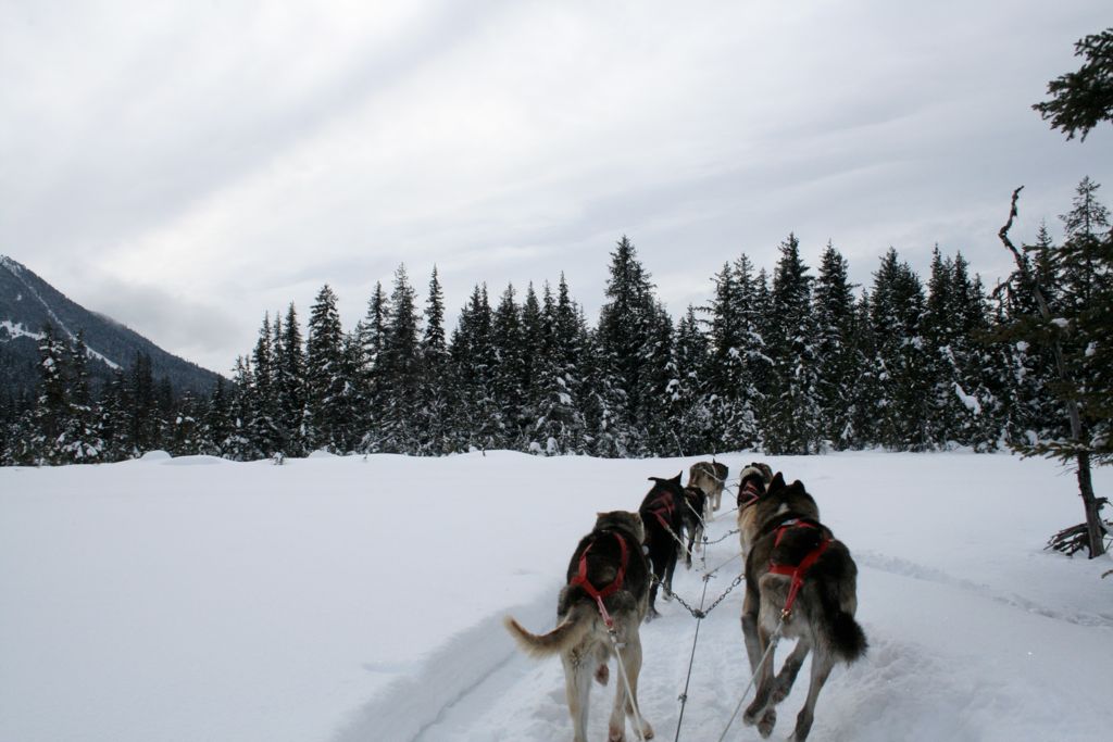 Dogs running