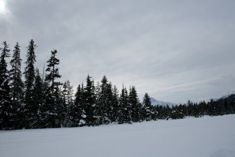 Snow-capped trees