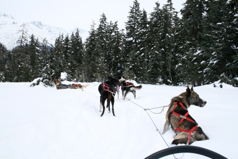 Dogs taking a break