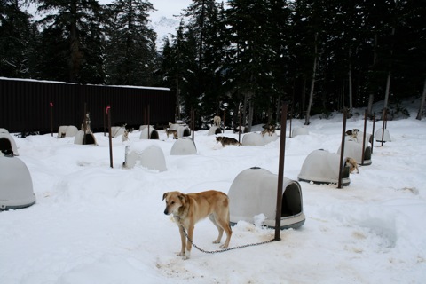 Dog kennel