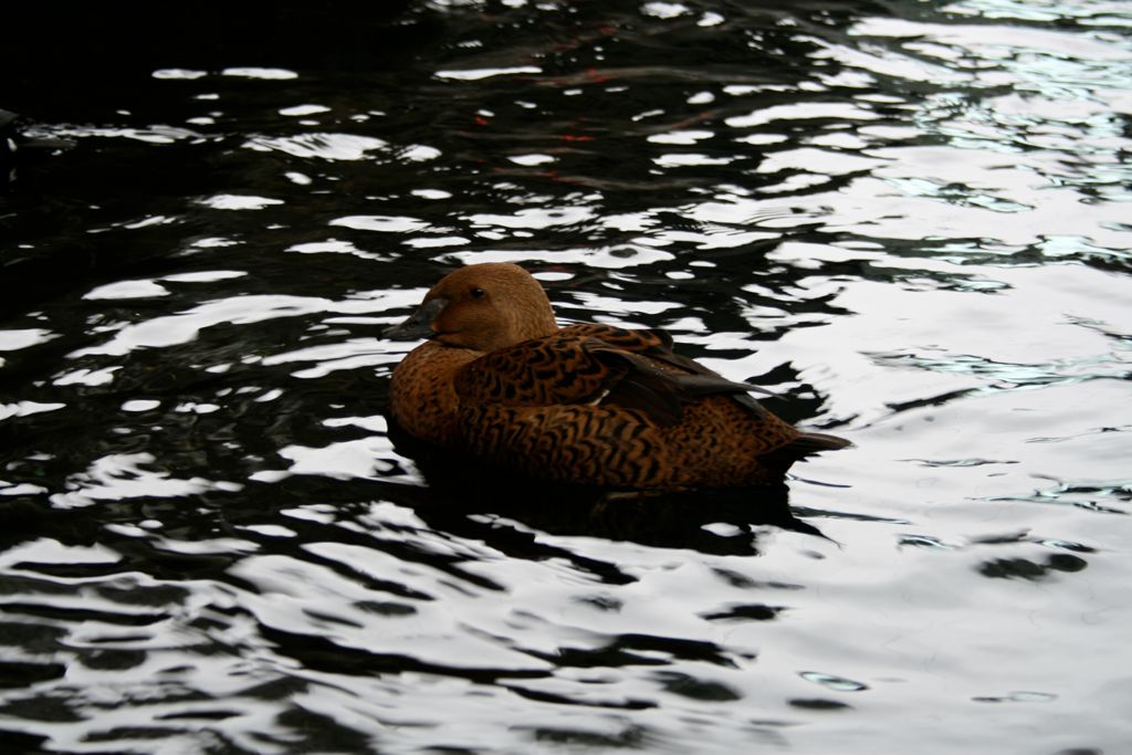 Birds at the Alaska SeaLife center