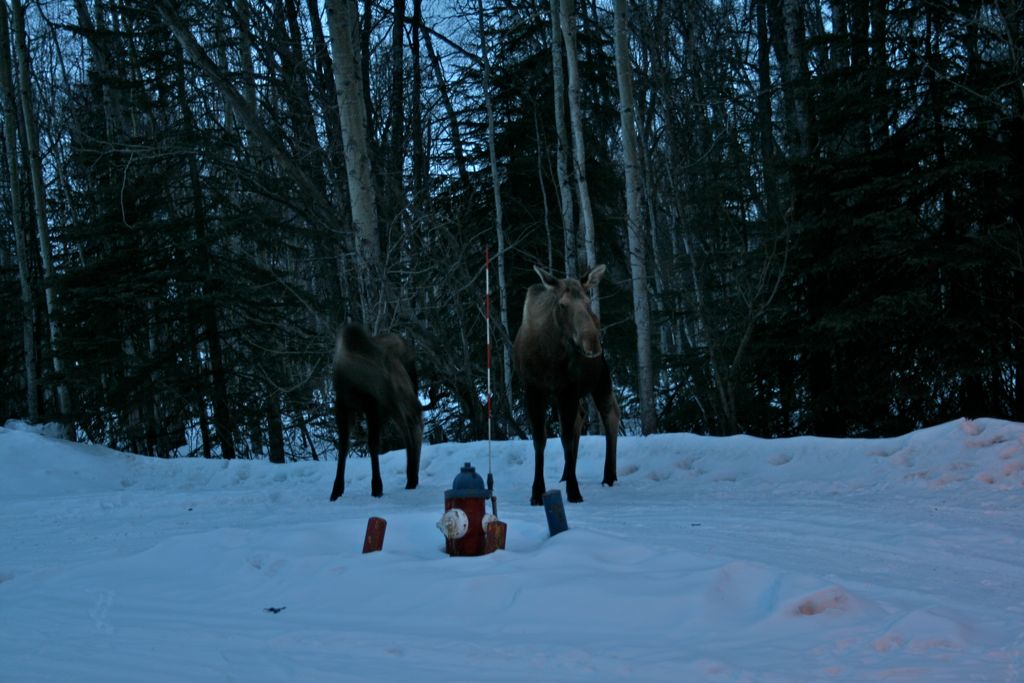 Moose in the parking lot