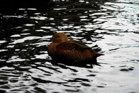 Birds at the Alaska SeaLife center