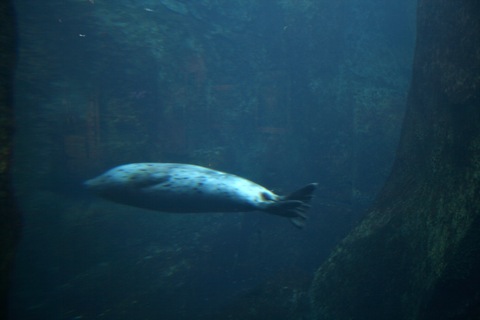 Sea Lion