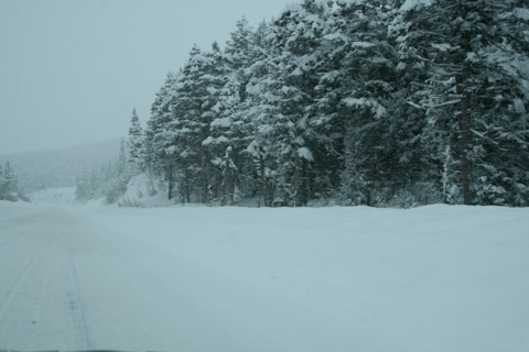 Snow covered trees