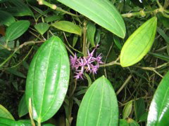 Little purple spikey flower