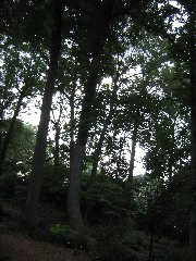 The woods in front of the ABG