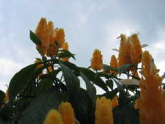 Pretty orange flowers