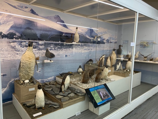 Penguin display
