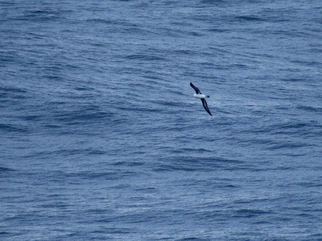 Black-brown Albatross