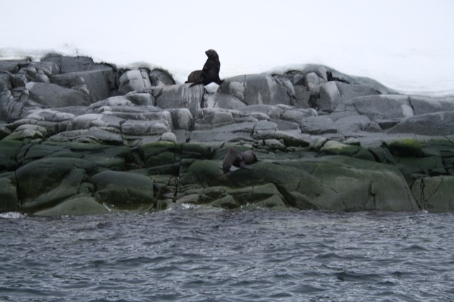 Antarctic Fur Seals (two of them)