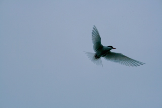 Antarctic Tern, flying