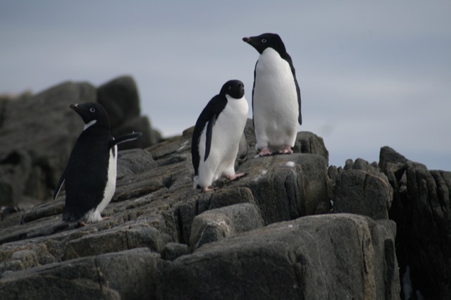 Adélie Penguins, showing off their new fur