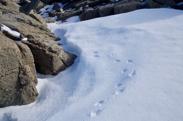 Penguin footprints