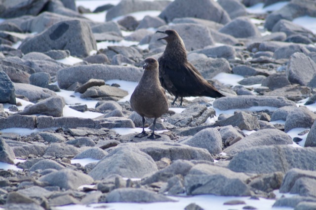 Brown Skua mates with one of them screeching