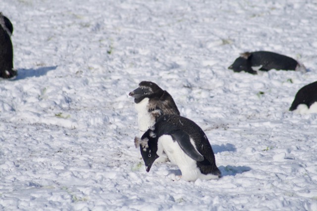 Adélie Penguins, unhappily molting