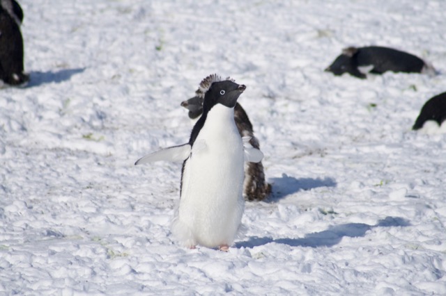 Adélie Penguin showing off