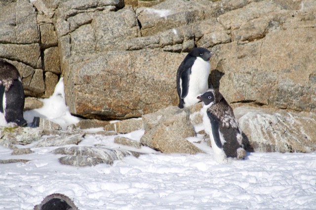 Molting Adélie Penguins