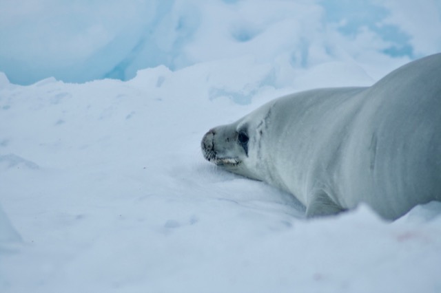 Weddell Seal, just wanting to be left alone