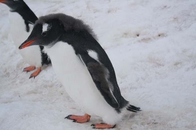 Molting Gentoo Penguin youngster
