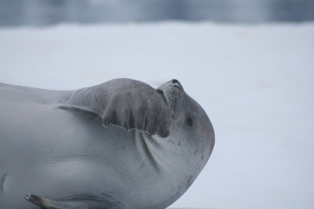Seal chewing on his flipper