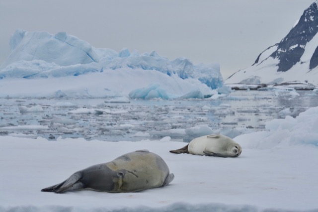 Crabeater Seals among the ice