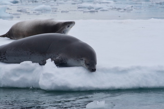 Crabeater Seals on floating ice