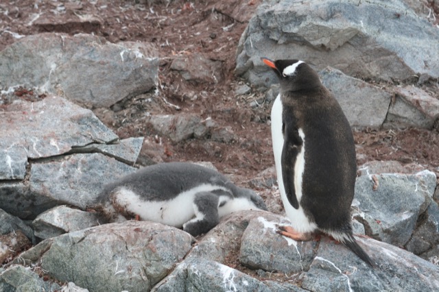 Gentoo Penguin parent looking over their stuffed youngster after feeding