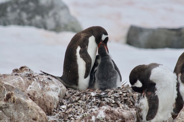 Penguin chicks feeding