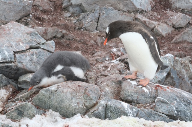 Penguin chick with a full tummy