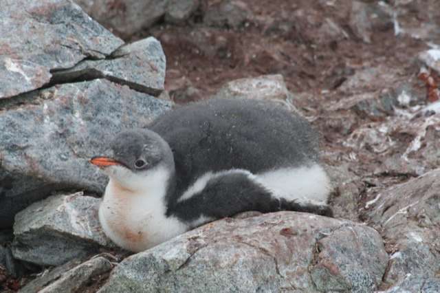 Fuzzy Gentoo Penguin chick