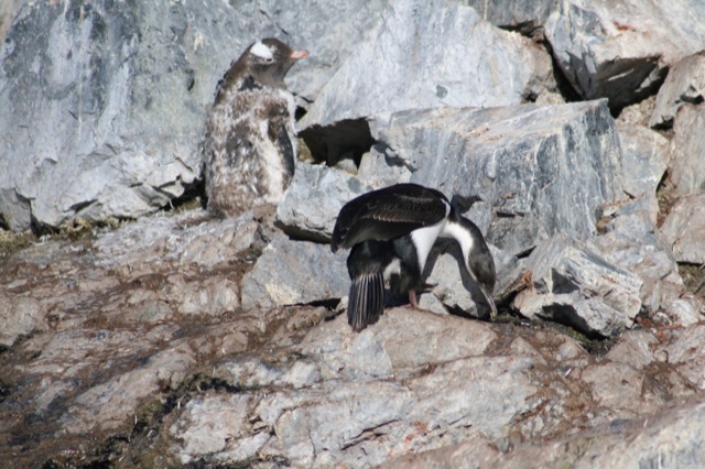 Antarctic Shag with a molting Gentoo Penguin