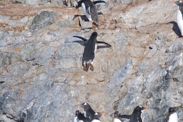 Gentoo Penguin scrambling up the rock cliff