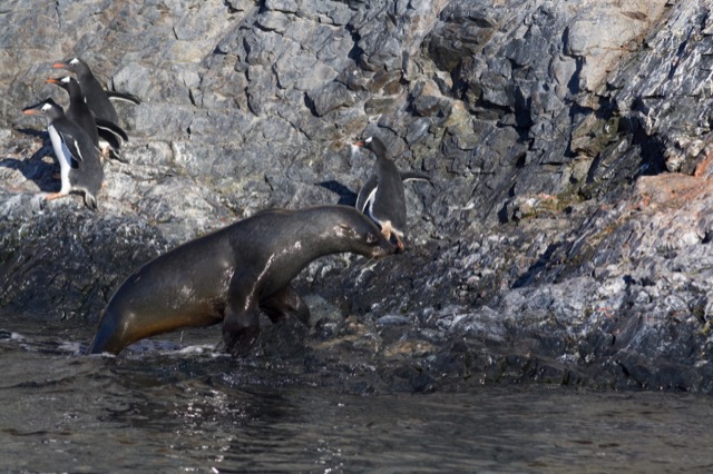 A fur seal decides to join the fun