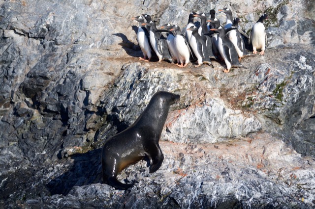 Terrified Gentoo Penguins
