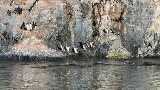 Scrambling Gentoo Penguins