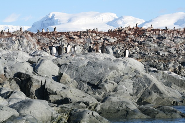 More Gentoo Penguins