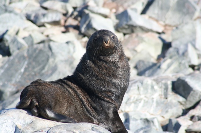 Happy Fur Seal