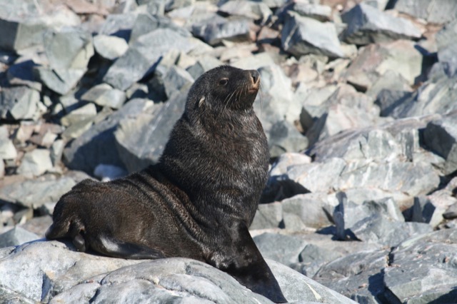 Inquisitive Fur Seal
